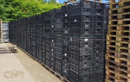 Foto van Tulpen export kratten