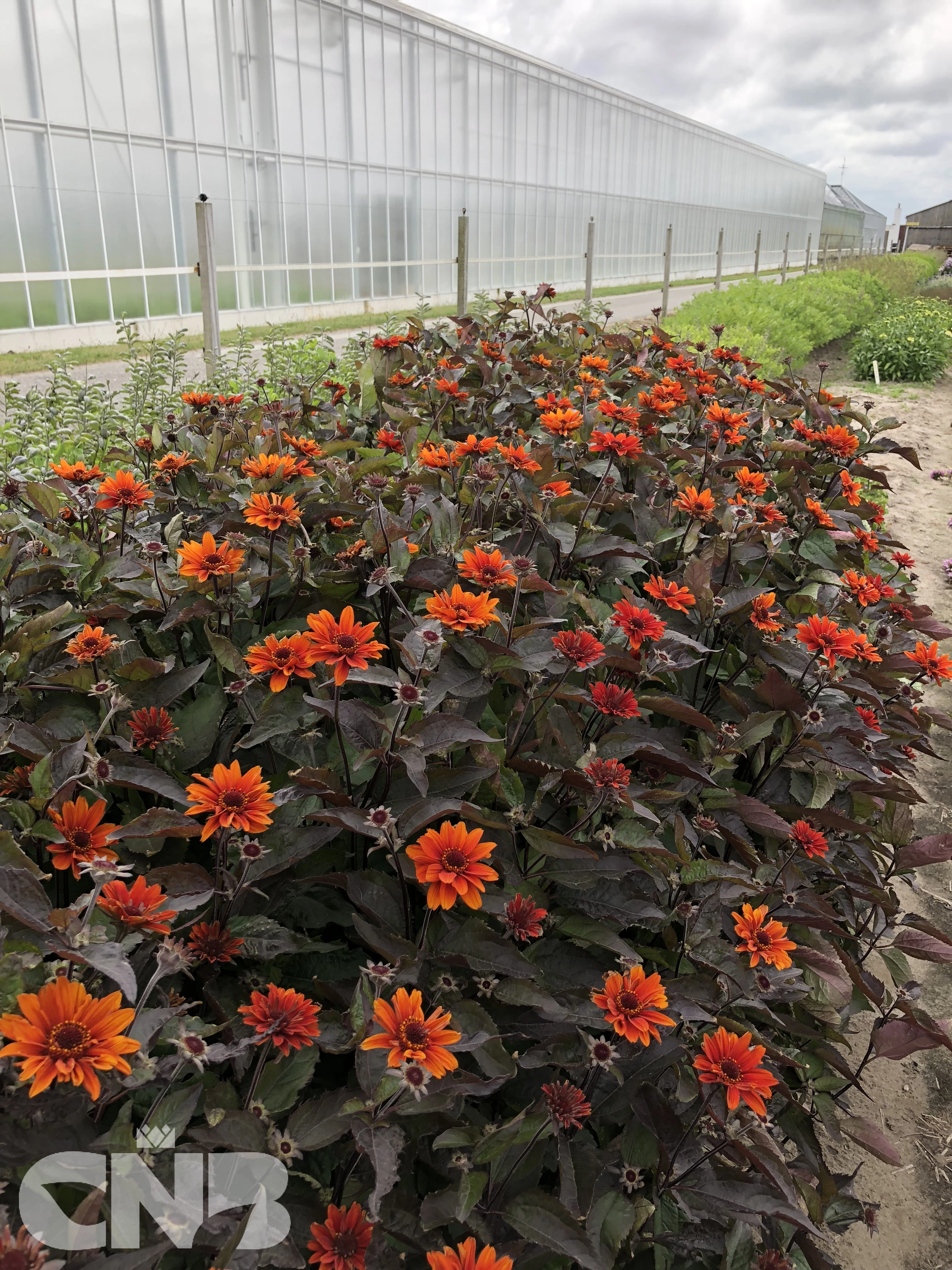 &#039;Fire Twister&#039;®