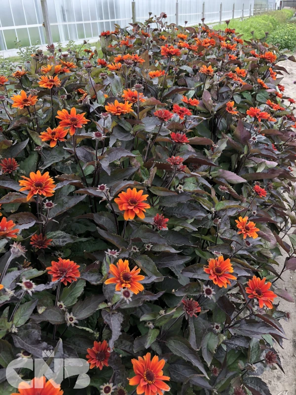 &#039;Fire Twister&#039;®