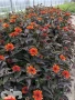 'Fire Twister'®