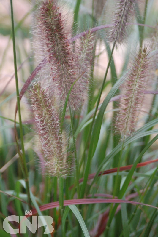 &#039;Ginger Love&#039;®