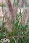 'Ginger Love'®