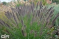 'Ginger Love'®