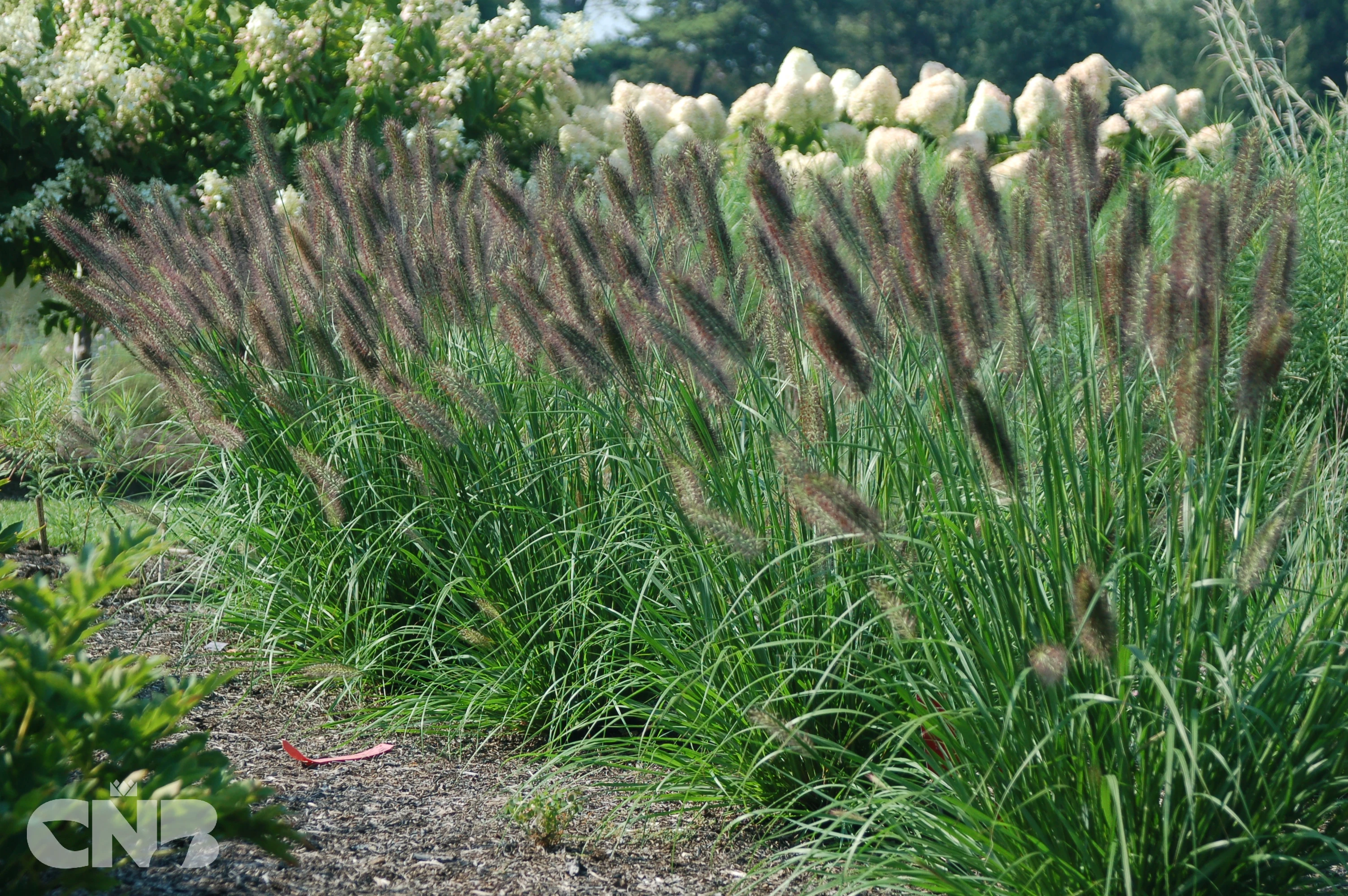 'Ginger Love'®