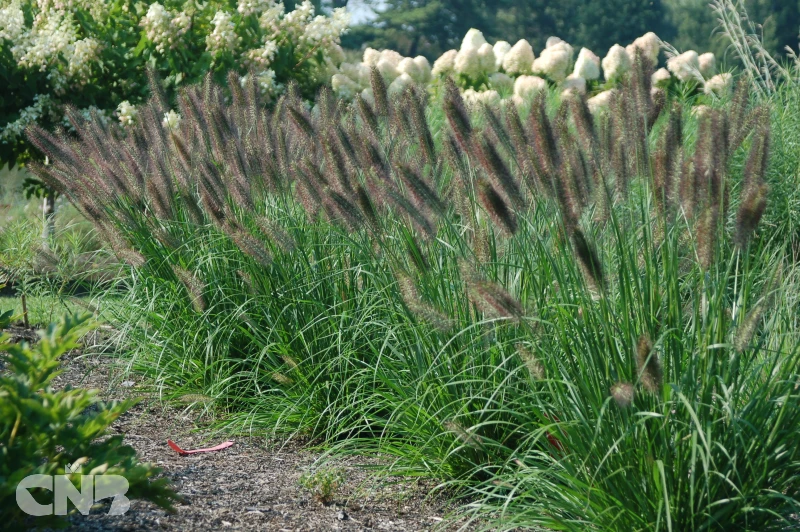 &#039;Ginger Love&#039;®