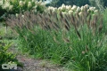 'Ginger Love'®