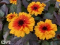 'Funky Spinner'®