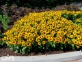 'MiniBeckia Flame'®
