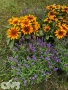 'MiniBeckia Flame'®