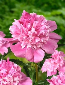 cnbnewplants