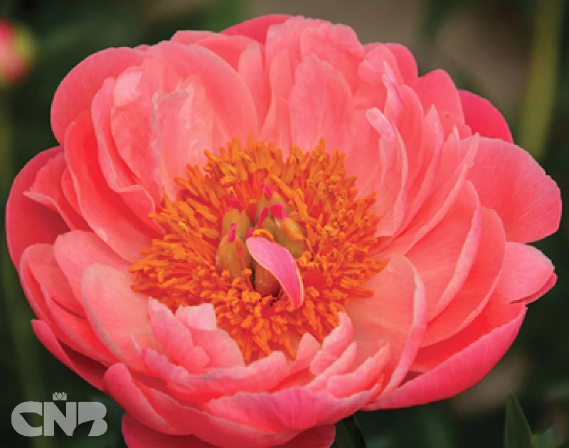 cnbnewplants