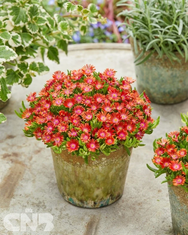 cnbnewplants