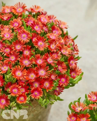 Delosperma Ice Cream™ Yellow
