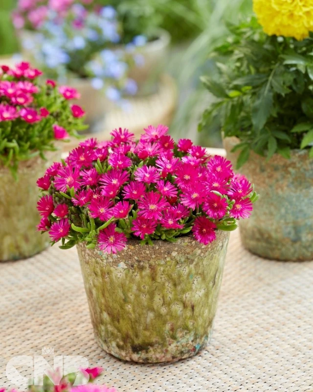 cnbnewplants