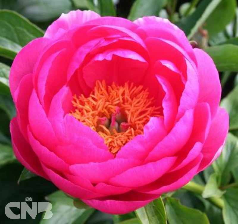 cnbnewplants