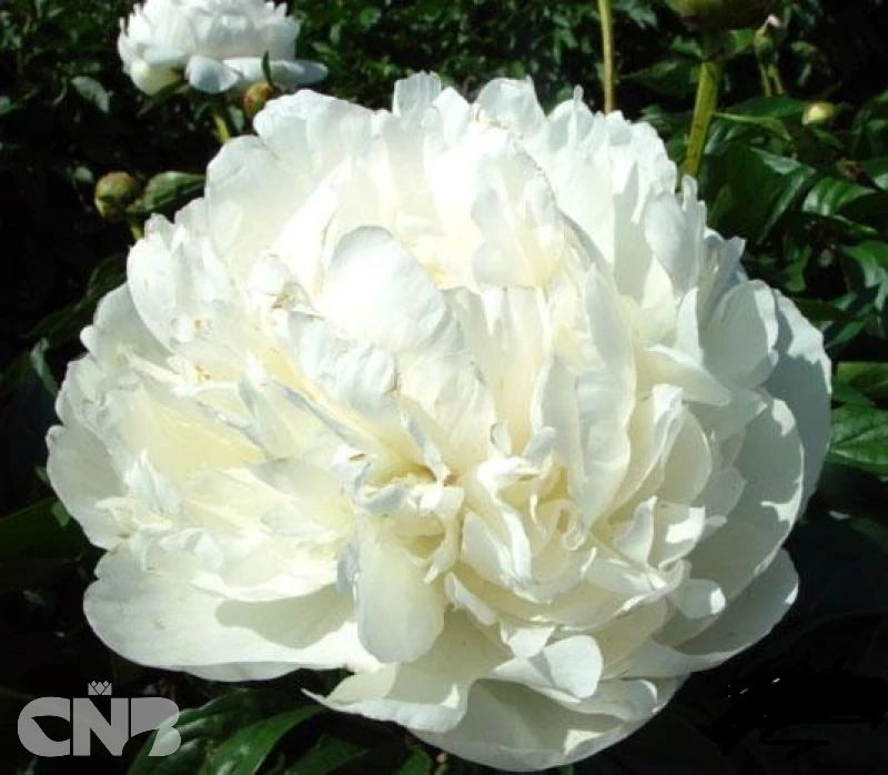 cnbnewplants