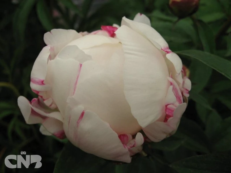 cnbnewplants