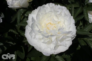 Fringed Ivory