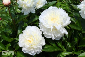 Gardenia