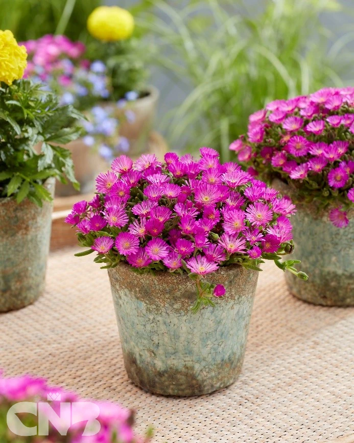 cnbnewplants