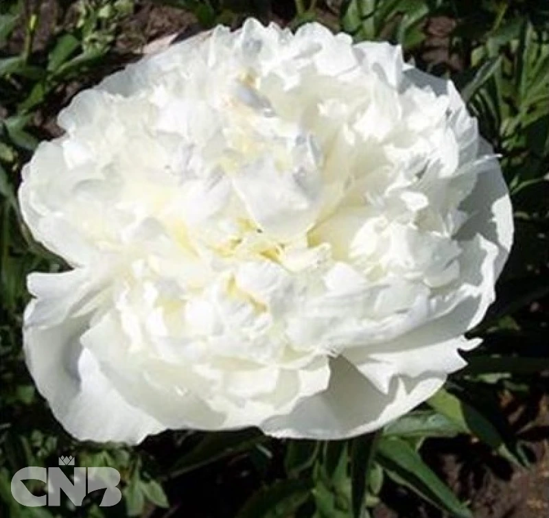 cnbnewplants