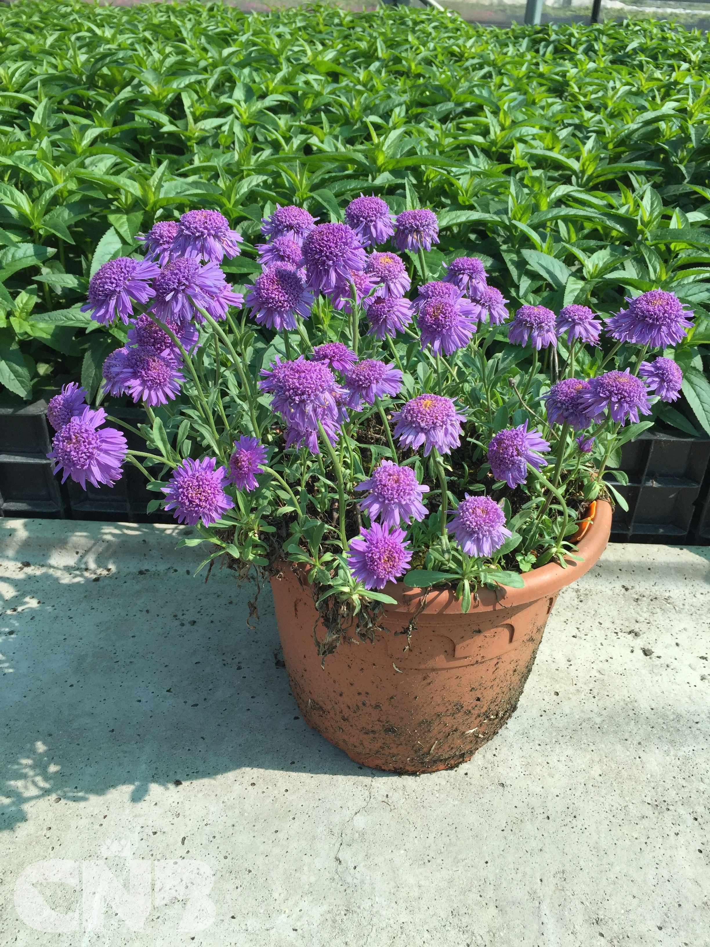 cnbnewplants