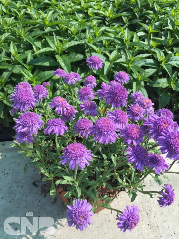 cnbnewplants