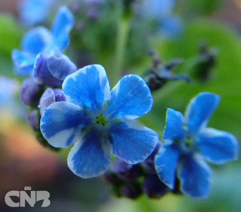 cnbnewplants