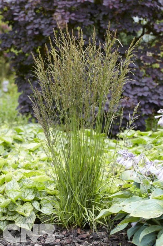 cnbnewplants