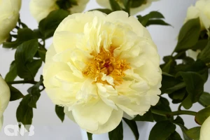 Lemon Chiffon