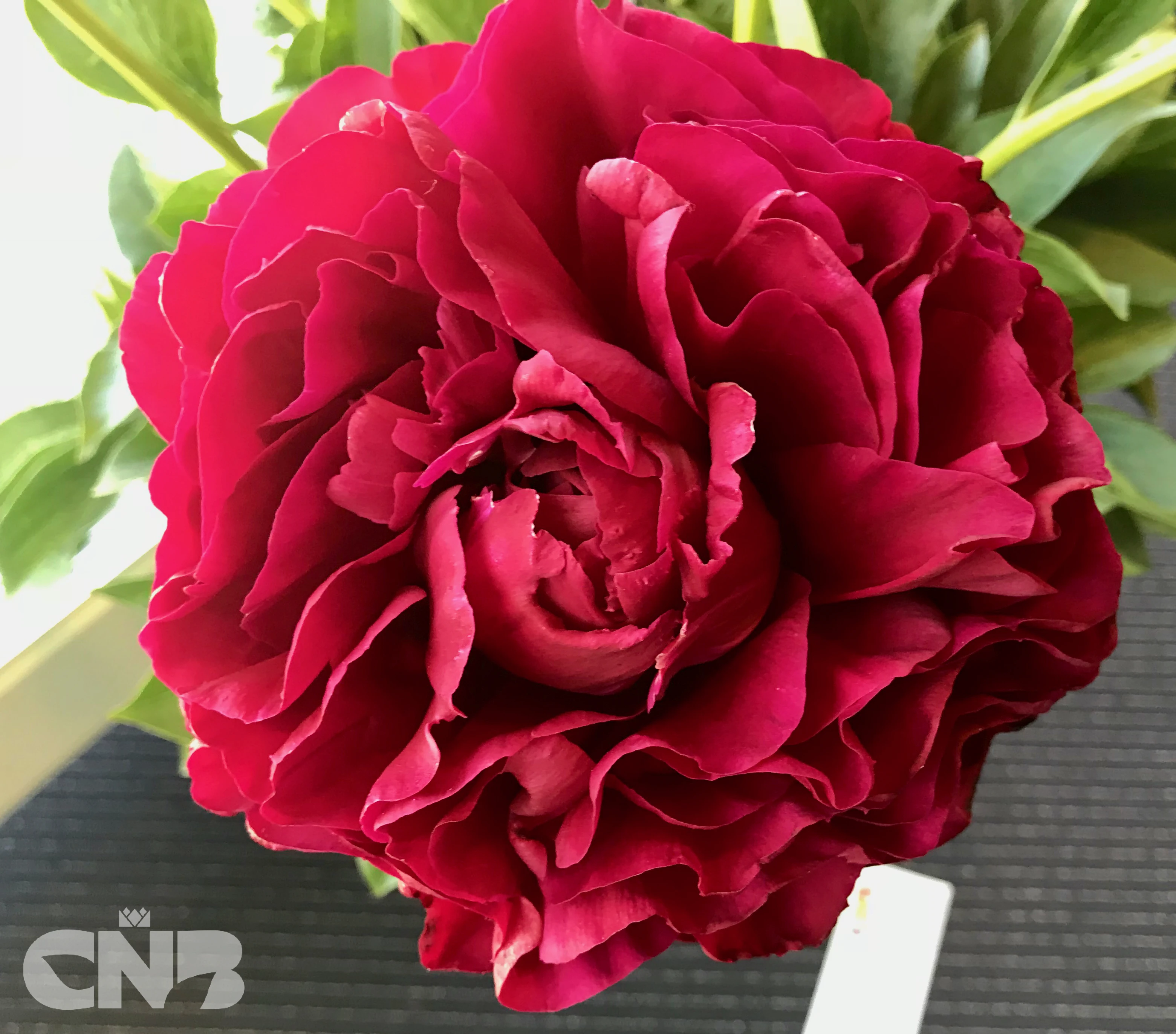 cnbnewplants