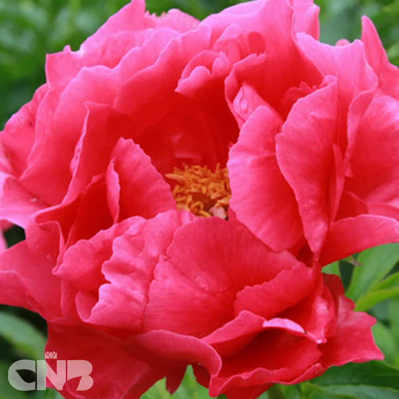 cnbnewplants
