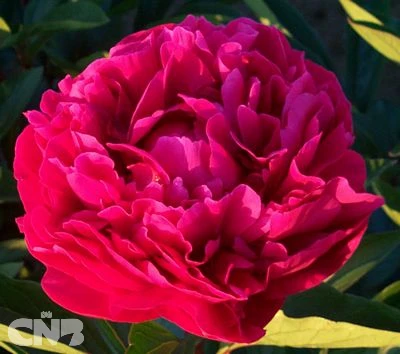 cnbnewplants