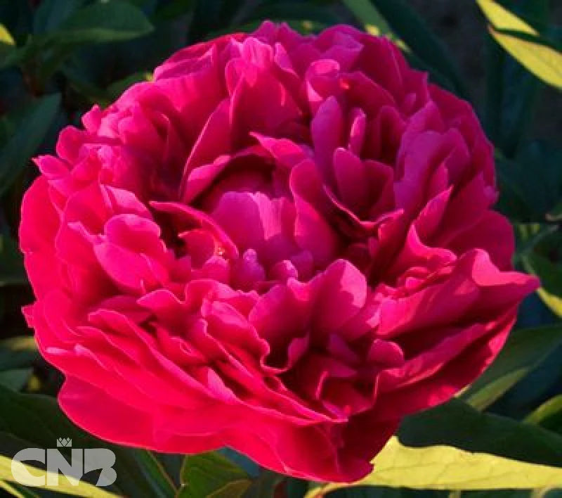 cnbnewplants