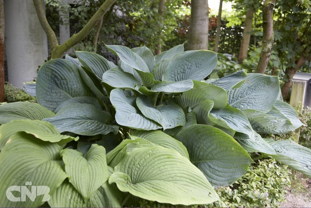 cnbnewplants