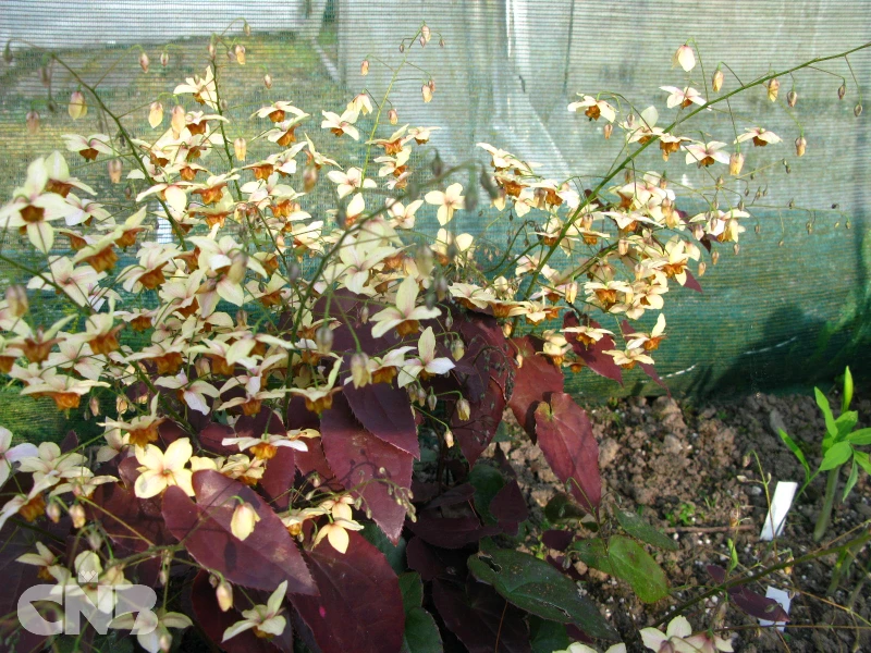 cnbnewplants