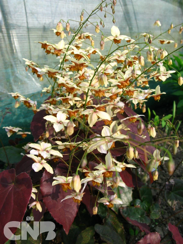 cnbnewplants