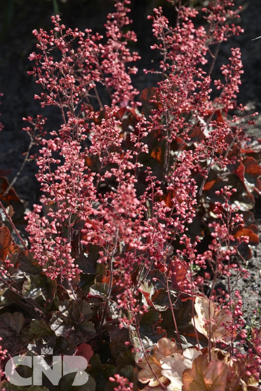 Apricot