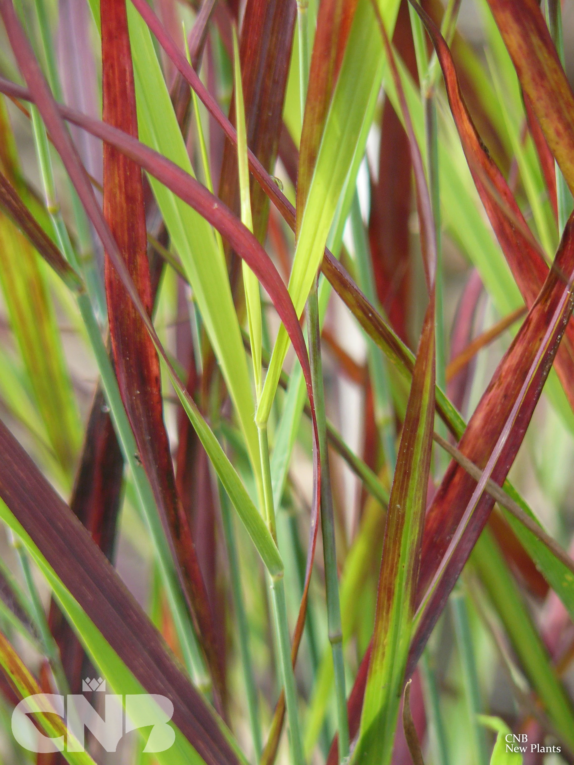 'Sangria' ®