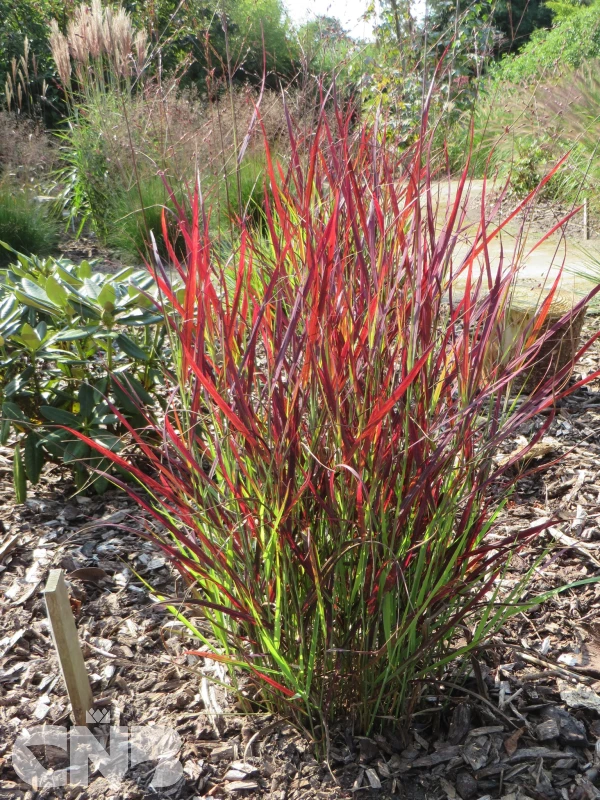 &#039;Sangria&#039; ®