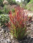 'Sangria' ®