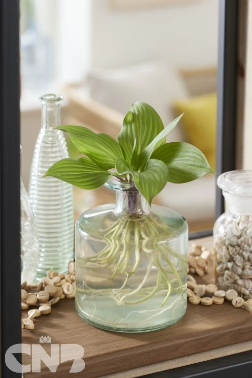Hydroponie Hosta