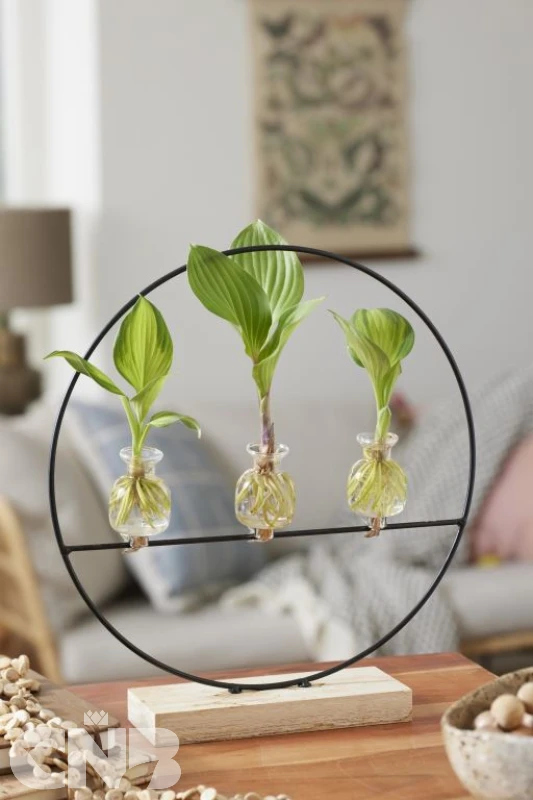 Hydroponie Hosta