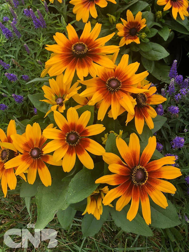 'MiniBeckia Flame'®