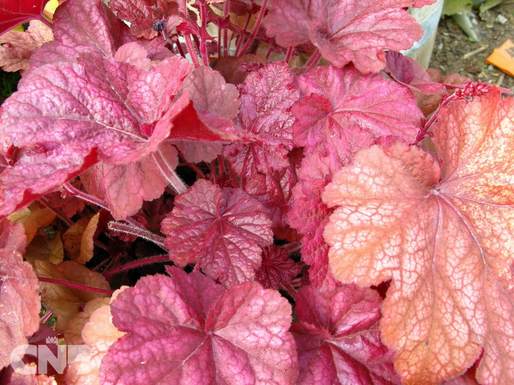 'Beaujolais'®