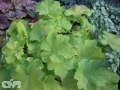 Citronelle ®