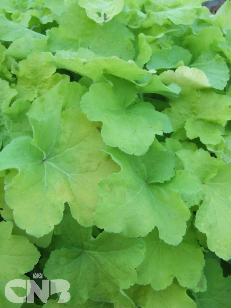 Citronelle ®