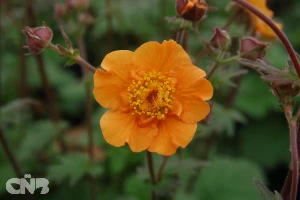 Citronge