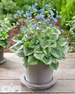 'Emerald Mist'®