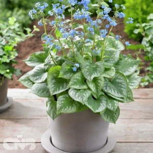 'Emerald Mist'®
